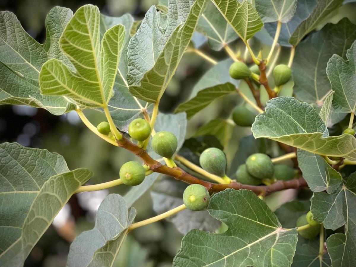 洛萨Quinta Do Areal公寓 外观 照片