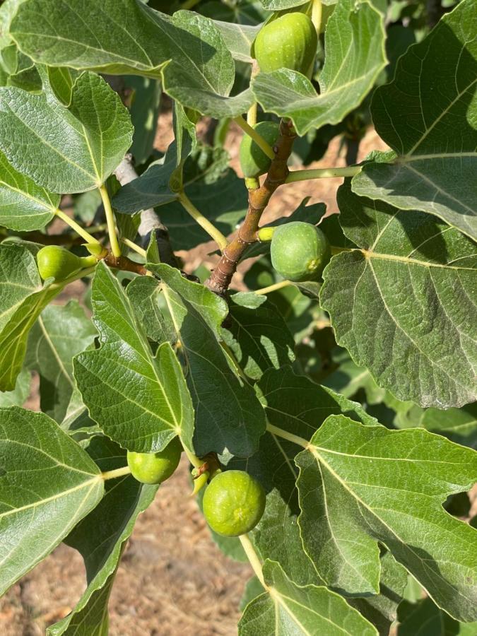 洛萨Quinta Do Areal公寓 外观 照片